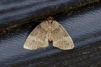 Ochropacha duplaris
