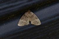Ochropacha duplaris