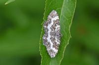 Epirrhoe tristata