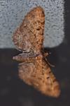 Eupithecia tripunctaria