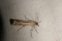 Ancylolomia tentaculella