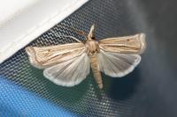 Ancylolomia tentaculella