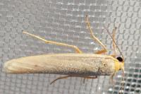Eilema caniola