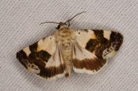 Acontia lucida