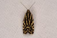 Emmelia trabealis