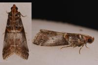 Acrobasis advenella