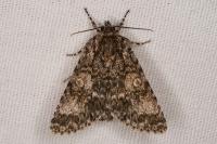 Acronicta megacephala