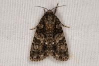 Acronicta rumicis