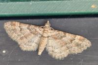 Gymnoscelis rufifasciata