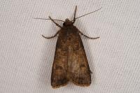Agrotis segetum