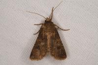 Agrotis segetum