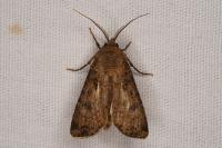 Agrotis segetum
