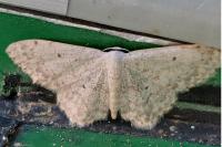 Scopula marginepunctata