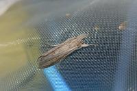 Cucullia umbratica