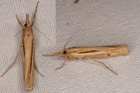 Ancylolomia tentaculella