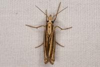 Ancylolomia tentaculella