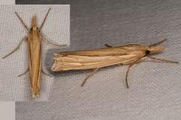 Ancylolomia tentaculella