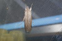 Cucullia umbratica