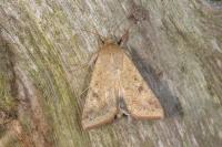 Helicoverpa armigera