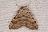 Aplocera efformata