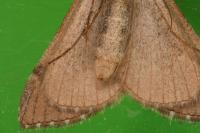 Aplocera efformata
