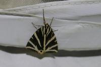 Euplagia quadripunctaria