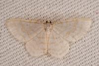 Asthena albulata