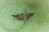 Endotricha flammealis