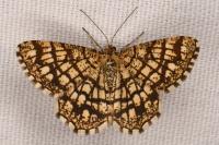 Chiasmia clathrata