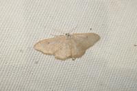 Idaea straminata