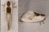 Cilix glaucata