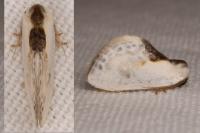 Cilix glaucata
