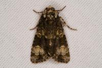 Craniophora ligustri