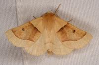 Crocallis elinguaria