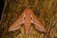 Deilephila elpenor