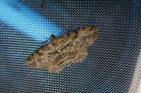 Peribatodes rhomboidaria rhomboidaria