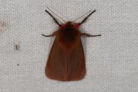 Phragmatobia fuliginosa