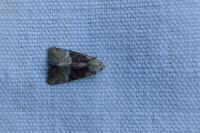 Mesoligia furuncula