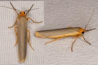 Manulea complana