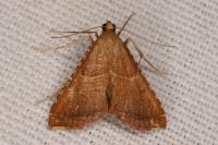 Endotricha flammealis