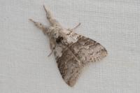 Calliteara pudibunda