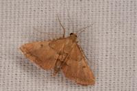 Endotricha flammealis