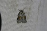 Nycteola siculana