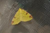 Opisthograptis luteolata