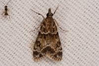 Eudonia mercurella