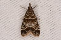 Eudonia mercurella
