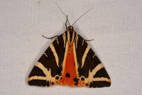 Euplagia quadripunctaria