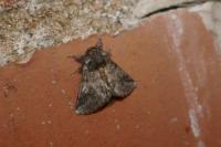 Thaumetopoea processionea