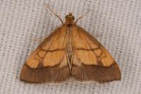 Evergestis limbata