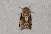 Thyatira batis
